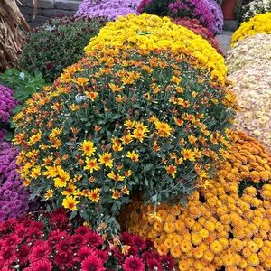 Live Show Listing $12